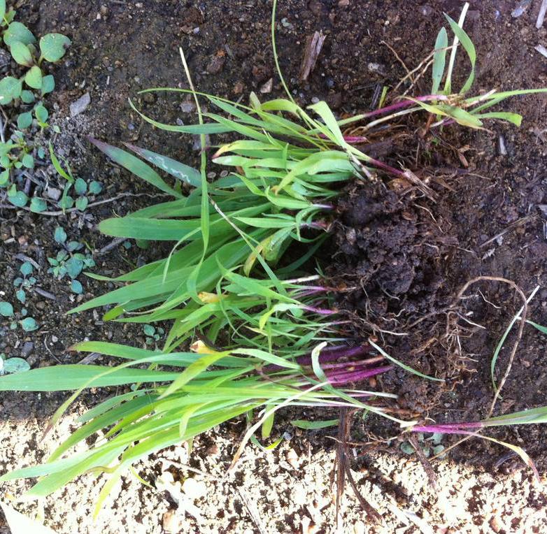 長沙東日園林工程有限公司,長沙園林綠化工程,長沙綠化養(yǎng)護管理 長沙東日園林工程有限公司,長沙園林綠化工程,長沙綠化養(yǎng)護管理